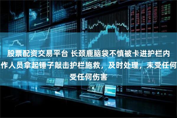 股票配资交易平台 长颈鹿脑袋不慎被卡进护栏内,工作人员拿起锤子敲击护栏施救,及时处理,未受任何伤害